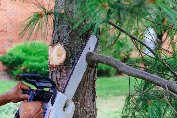 Best Tree Removal Near Me  in USA